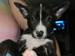 Mixed Breed dogs Mia - Ad 12