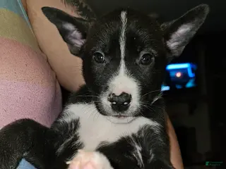 Mixed Breed dogs Mia - Ad 22