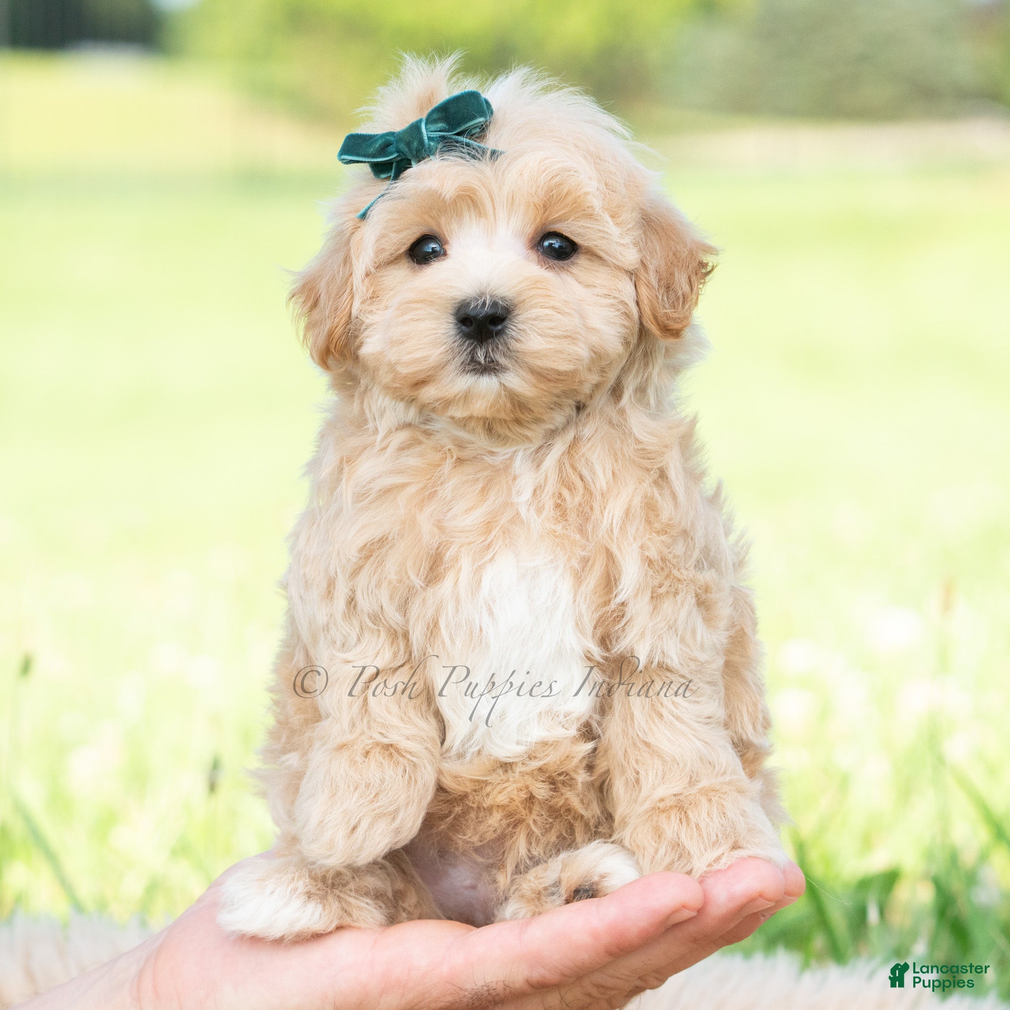 Maltipoo dogs Buddy - Ad 27