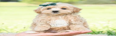 Buddy