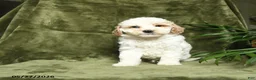 Miniature Poodle dogs for sale: Bubbles - Ad 4