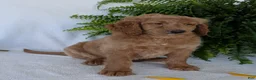 Goldendoodle dogs for sale: Lou - Ad 3