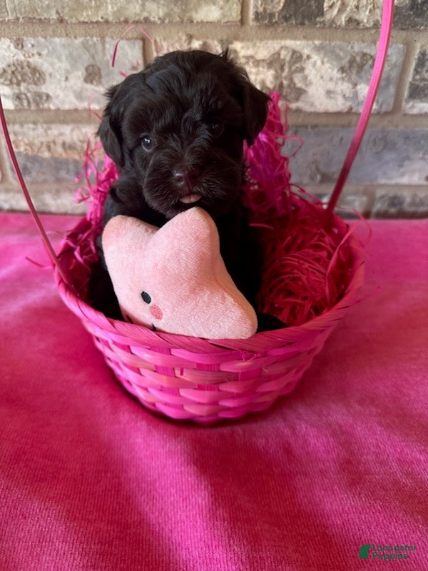Schnoodle dogs Godiva (Rich Chocolate Color) - Ad 1