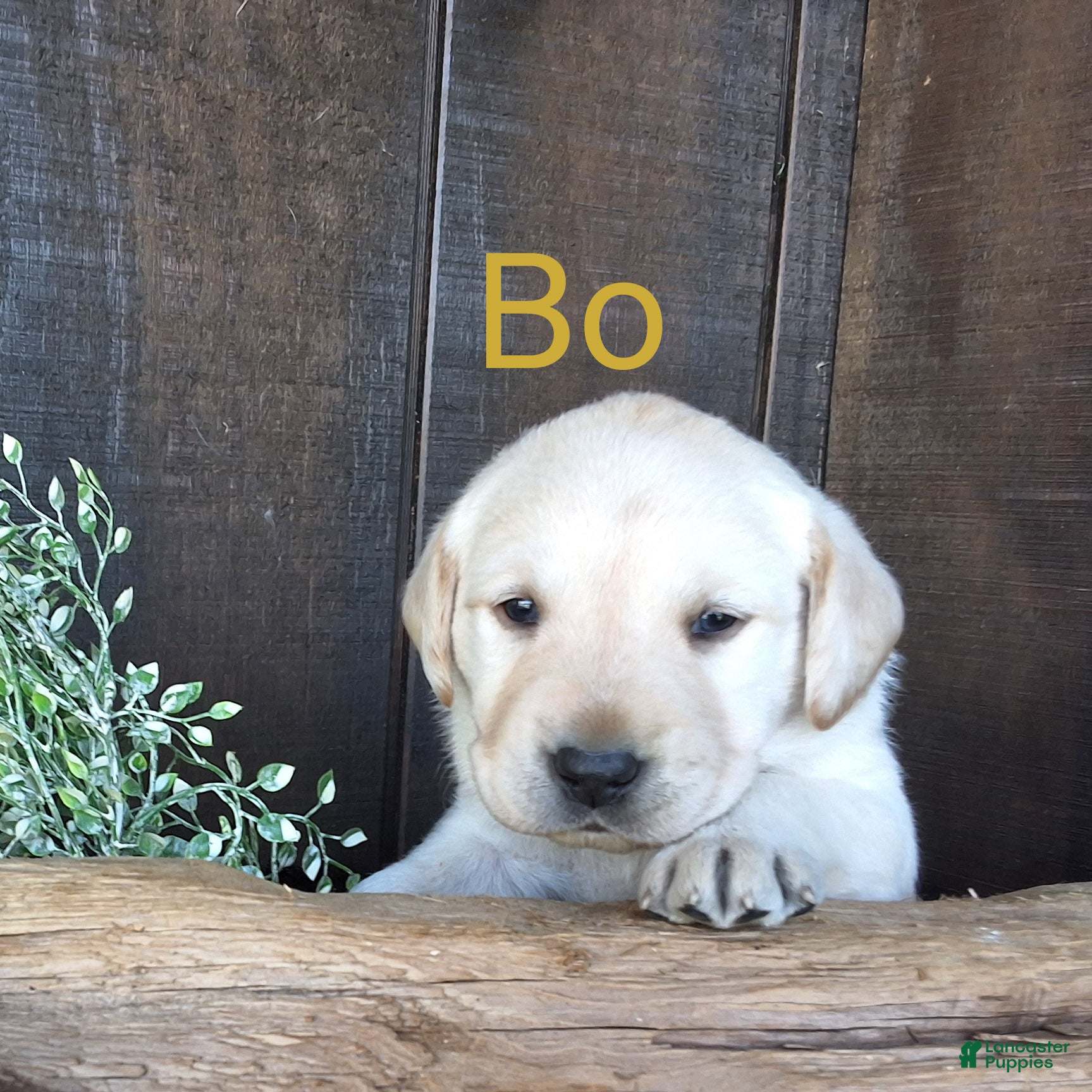 Labrador Retriever dogs Bo Retriever 4 - Ad 1