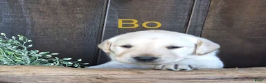 Bo Retriever 4