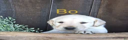 Labrador Retriever dogs for sale: Bo Retriever 4 - Ad 1