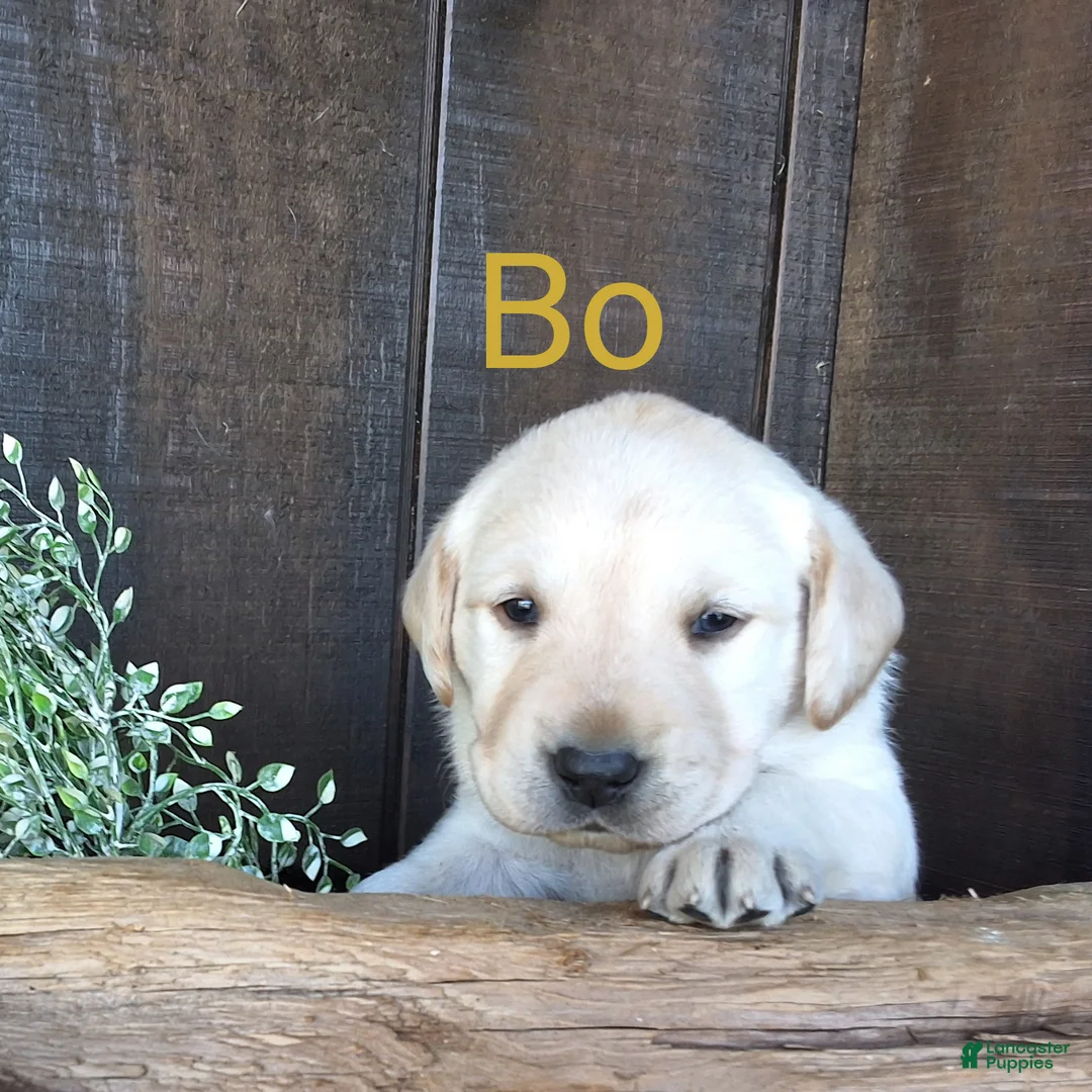 Labrador Retriever dogs for sale: Bo Retriever 4 - Ad 1