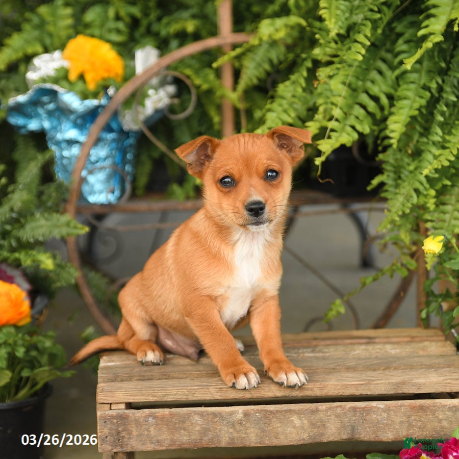 Mixed Breed dogs Flynn - Ad 1