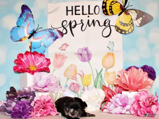 Chihuahua dogs Nori - Ad 3