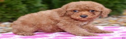 Miniature Poodle dogs for sale: Gibson - Ad 2