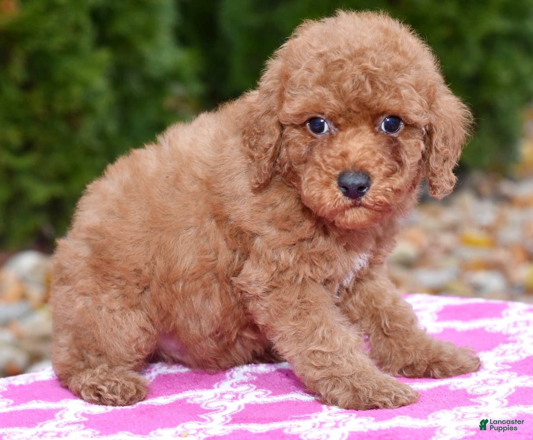 Miniature Poodle dogs for sale: Gibson - Ad 2