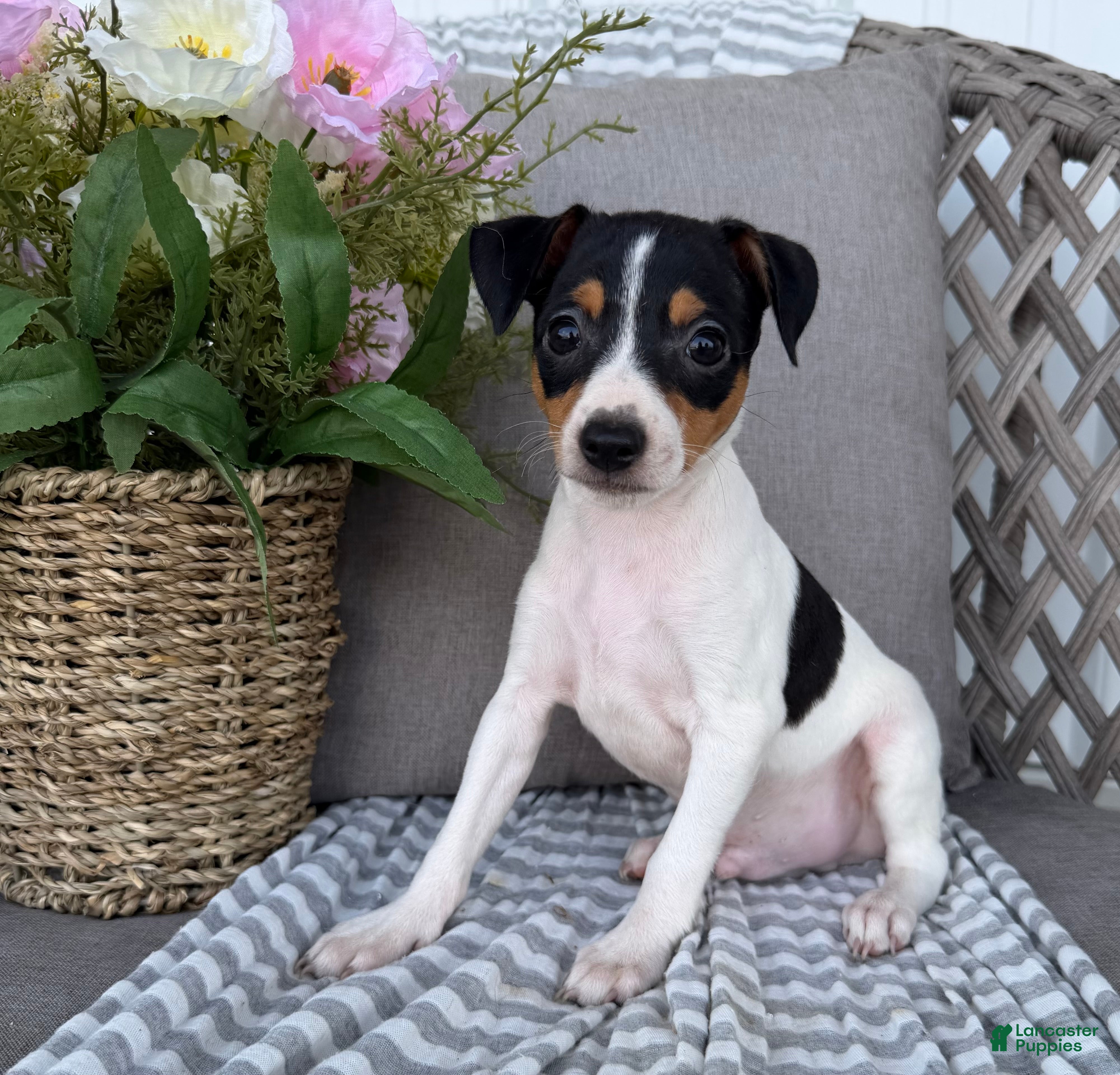 Toy Fox Terrier dogs Tommy - Ad 1