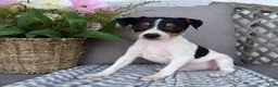 Toy Fox Terrier dogs for sale: Tommy - Ad 1