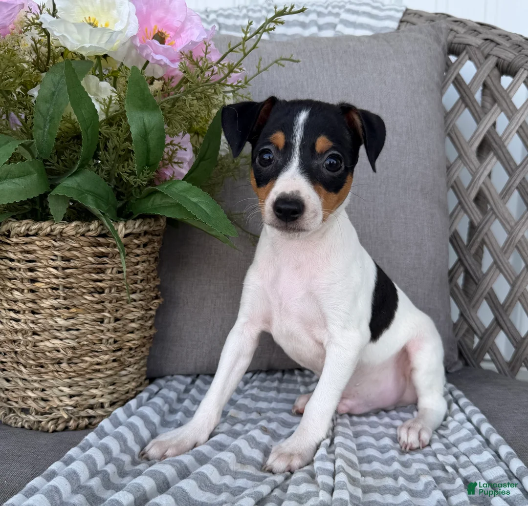 Toy Fox Terrier dogs for sale: Tommy - Ad 1