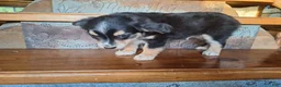 Miniature Australian Shepherd dogs for sale: Gizmo - Ad 2