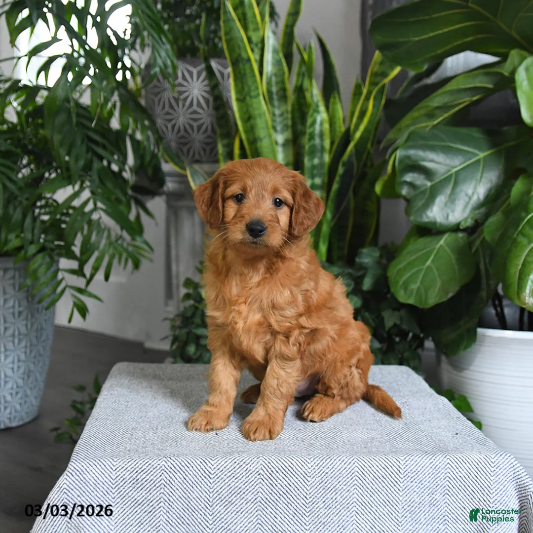 Mini Goldendoodle dogs for sale: Boots - Ad 1