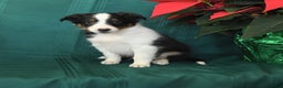 Shetland Sheepdog dogs for sale: Mike - Ad 4
