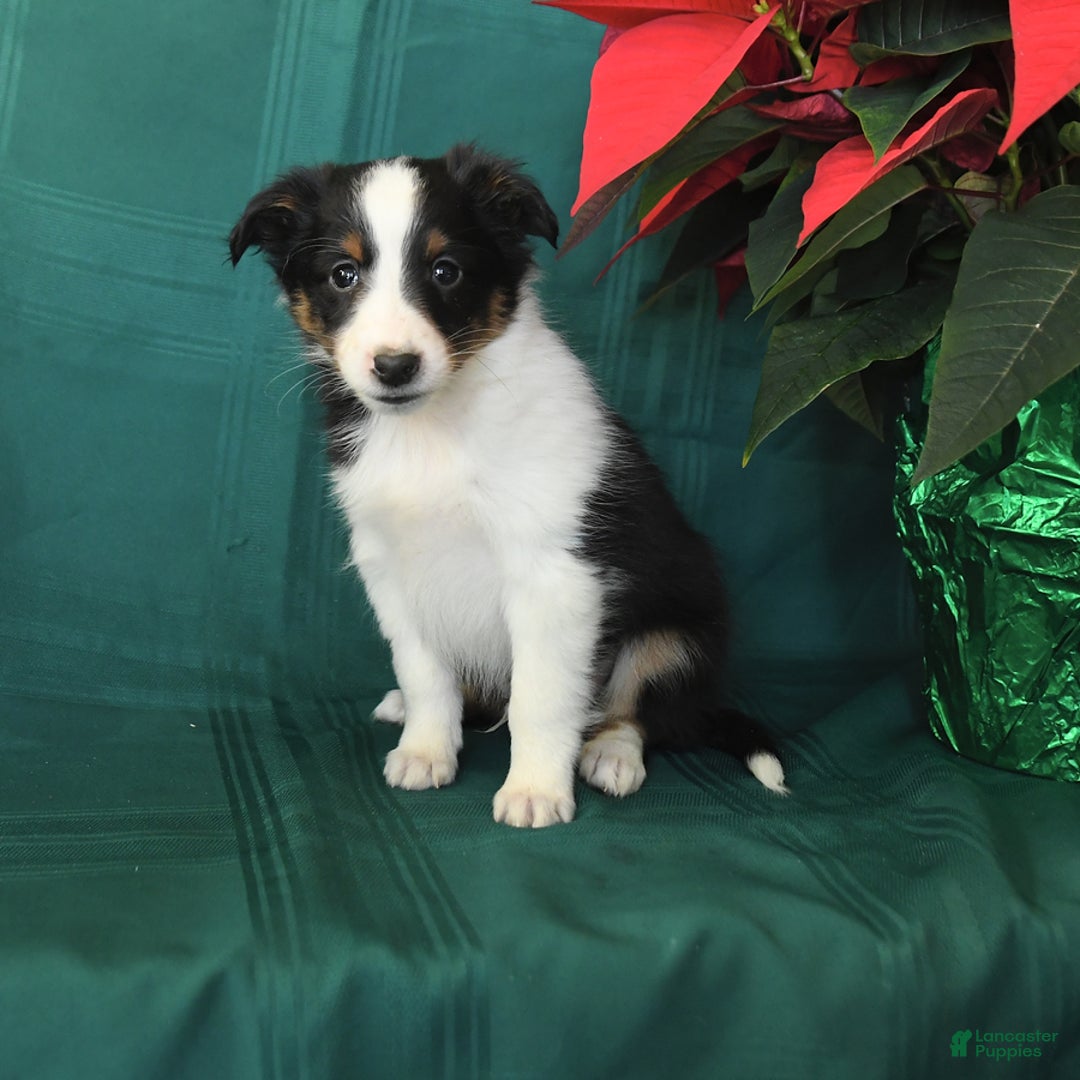 Shetland Sheepdog dogs for sale: Mike - Ad 4