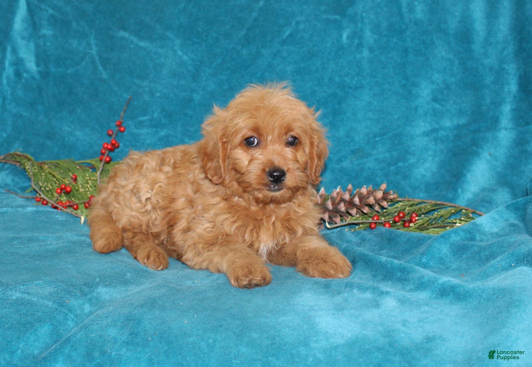 Mini Goldendoodle dogs for sale: Twinkles  - Ad 3