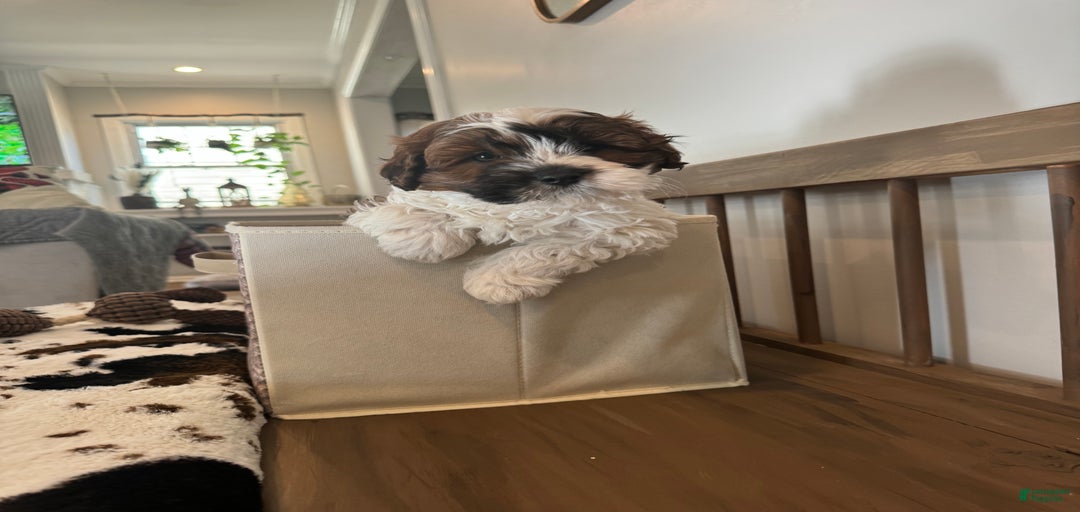 Gallery Image {{count}}