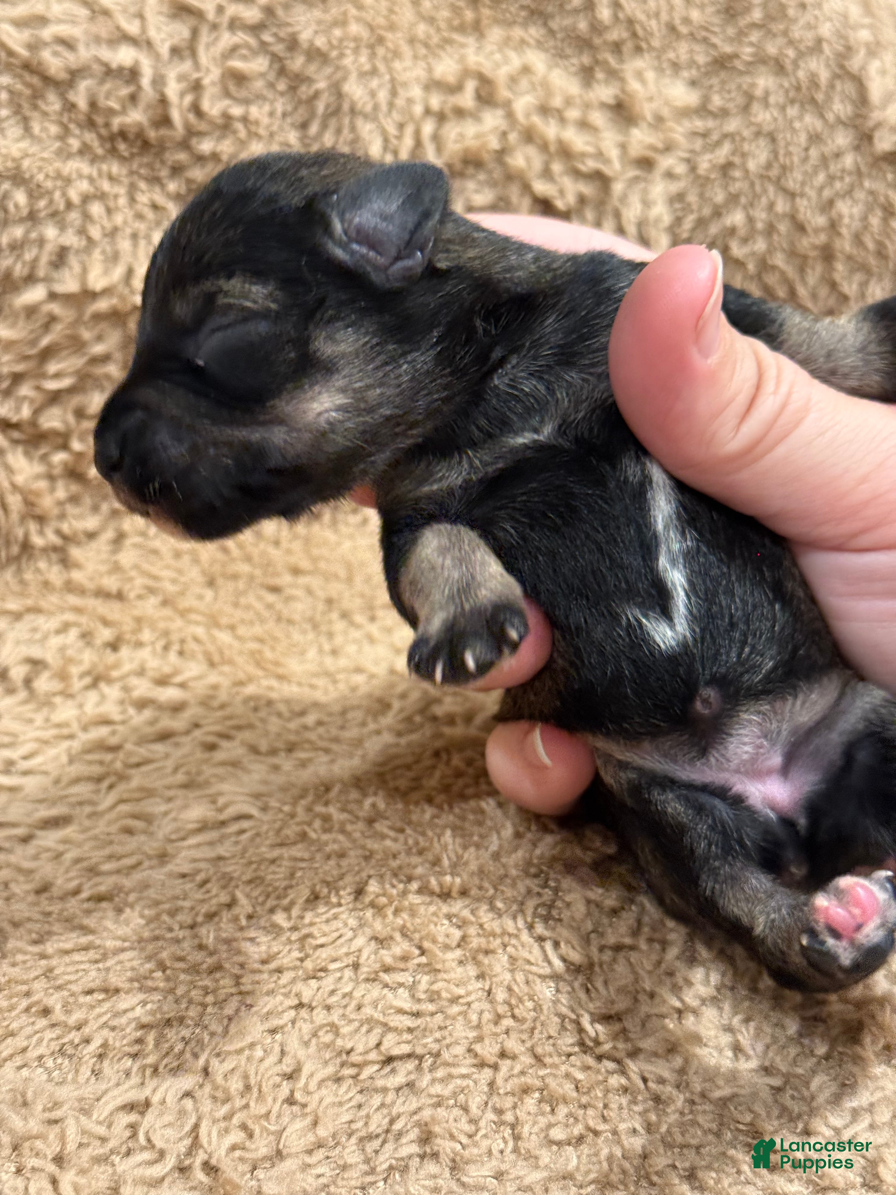 Miniature Schnauzer dogs Fluff - Ad 4