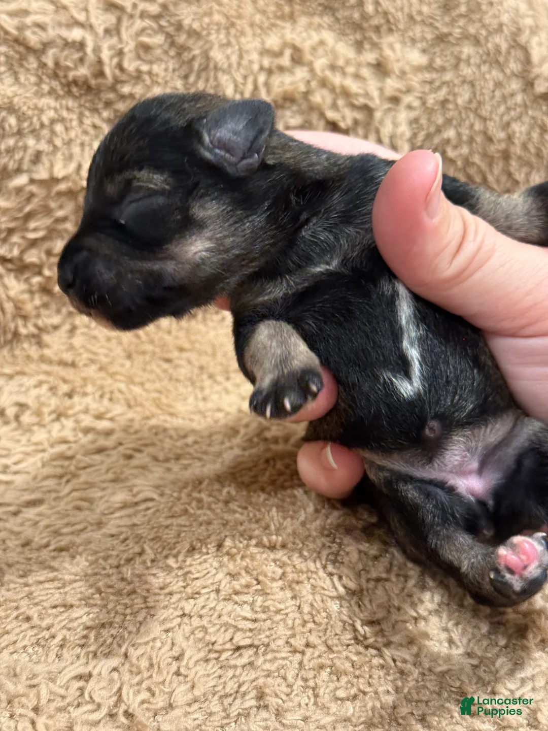 Miniature Schnauzer dogs for sale: Fluff - Ad 1