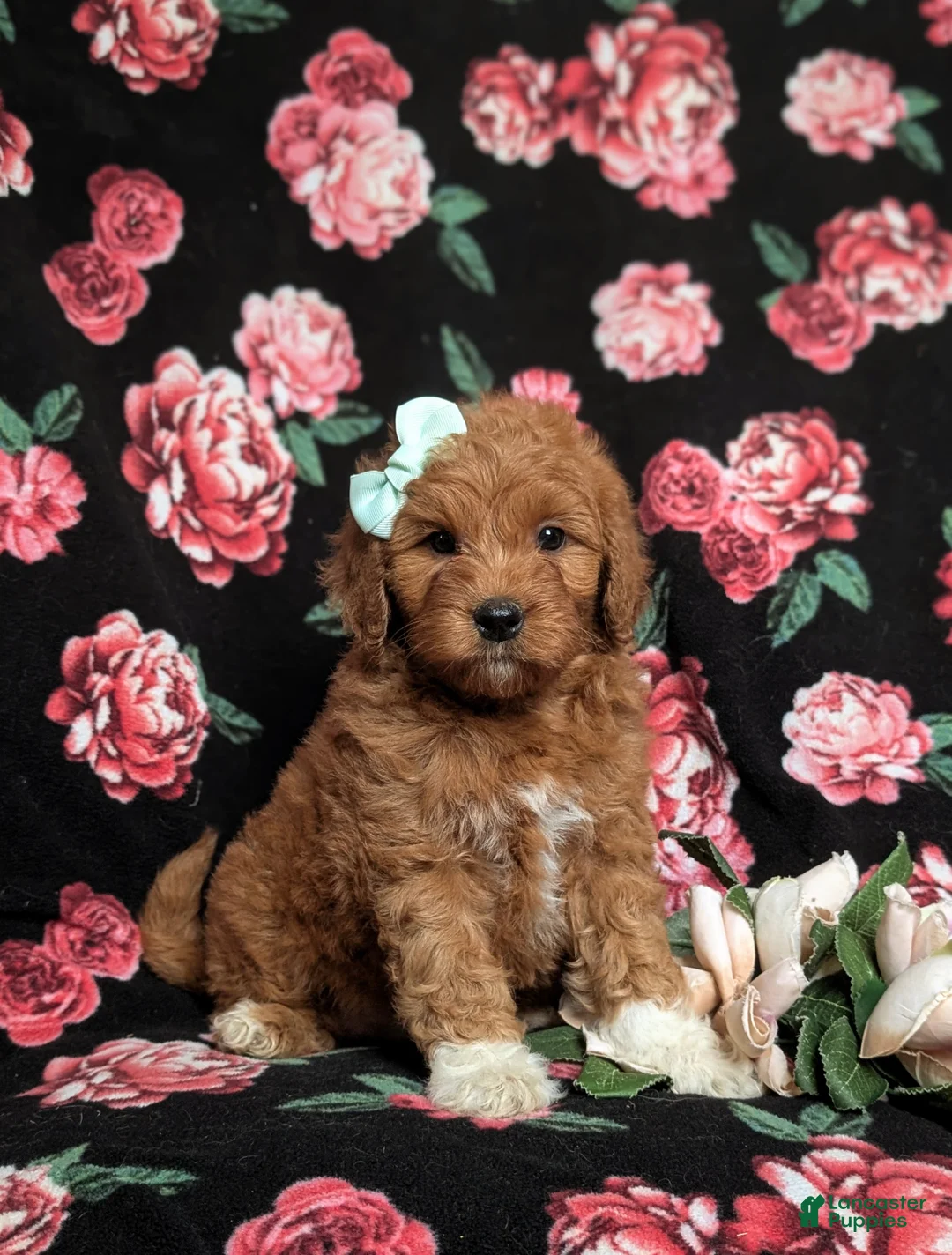 Goldendoodle dogs for sale: Isabel Hypoallergenic - Ad 3