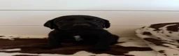 Mixed Breed dogs for sale: Mixed Breed 1 - Ad 4