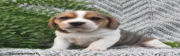 Mixed Breed dogs for sale: Lila  - Ad 4