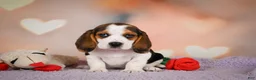 Beagle dogs for sale: OPAL - Ad 3