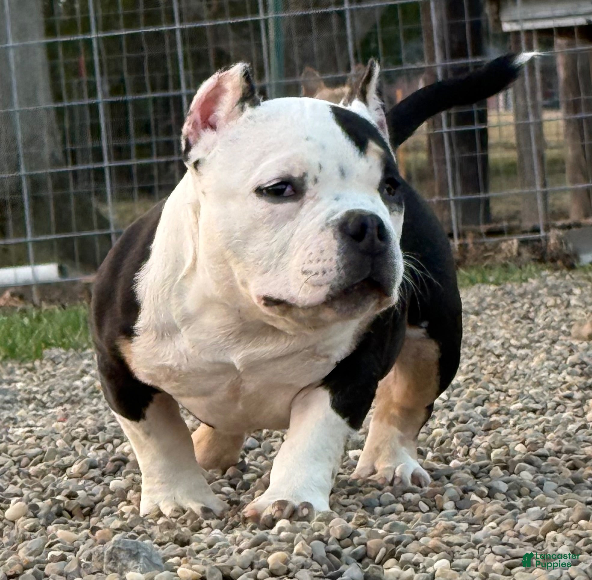 American Bully dogs Piggit - Ad 2