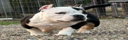 American Bully dogs for sale: Piggit - Ad 2