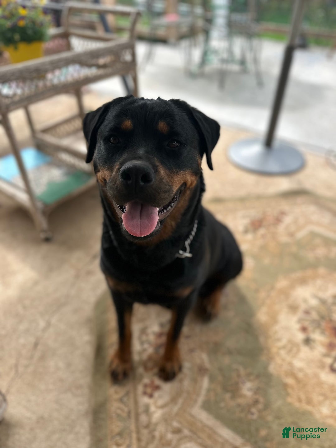 Rottweiler dogs for sale: Dolly - Ad 3
