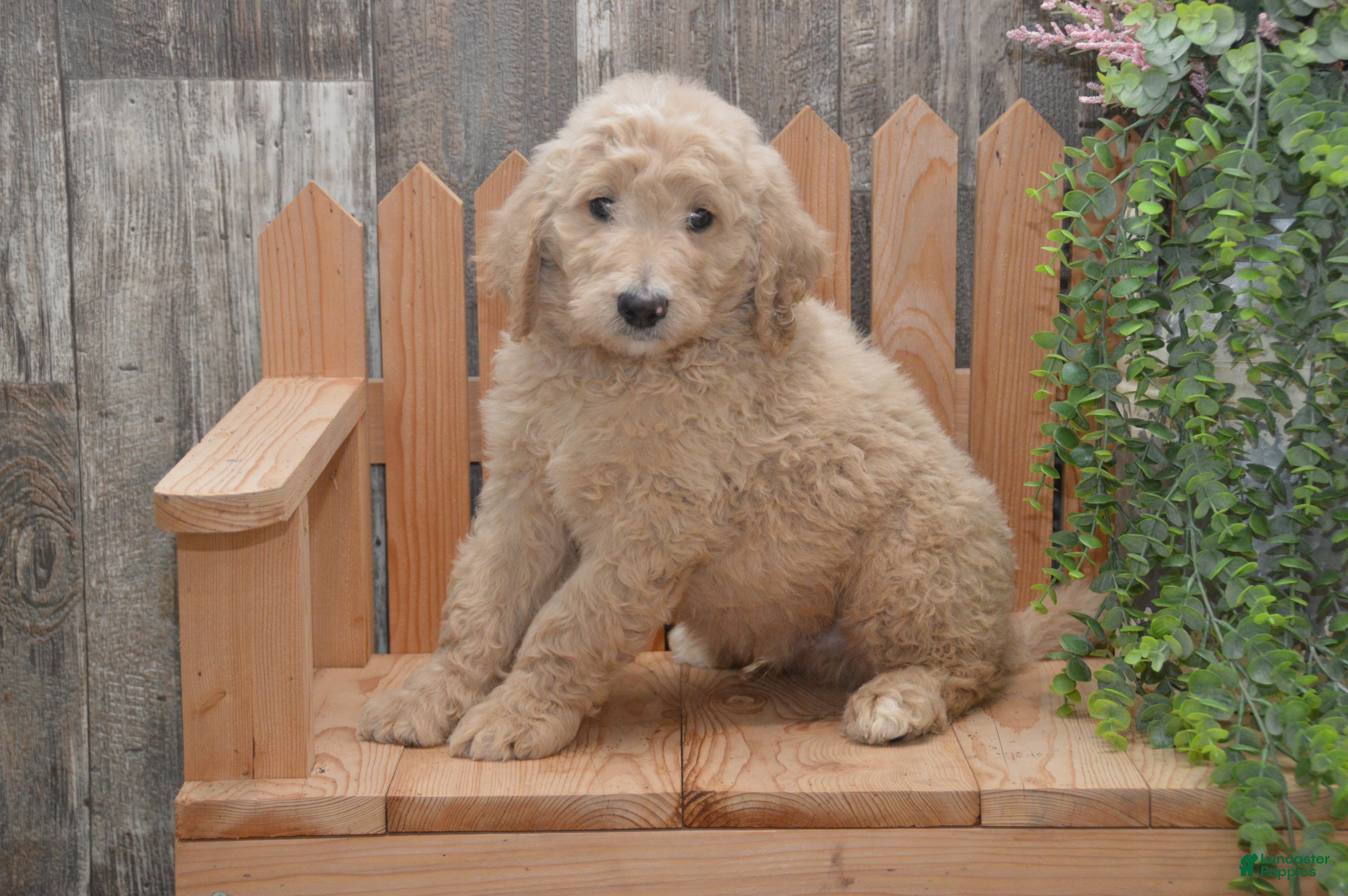 Goldendoodle dogs Spencer - Ad 1