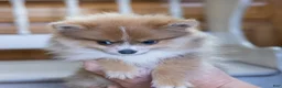Pomeranian dogs for sale: Jessica - Ad 6