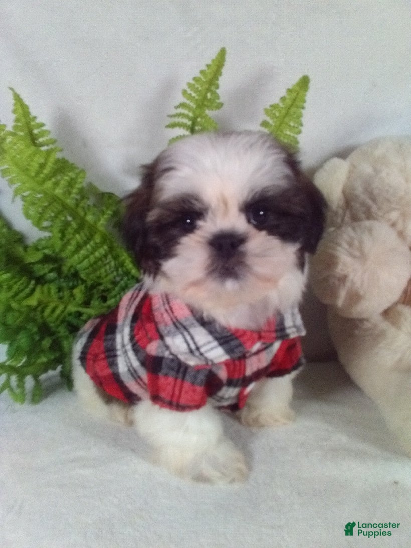 Shih Tzu dogs Baxter - Ad 22
