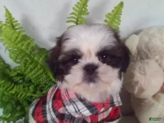Shih Tzu dogs Baxter - Ad 22