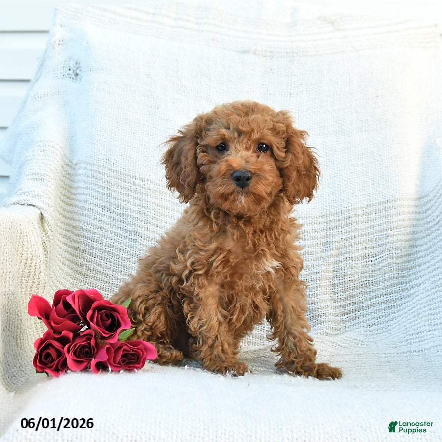Cockapoo dogs Jerry - Ad 1