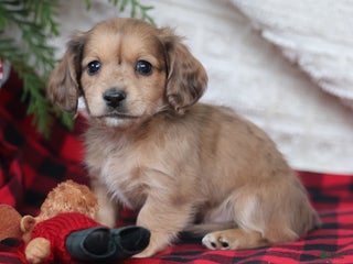 Miniature Dachshund dogs Jingle - Ad 20