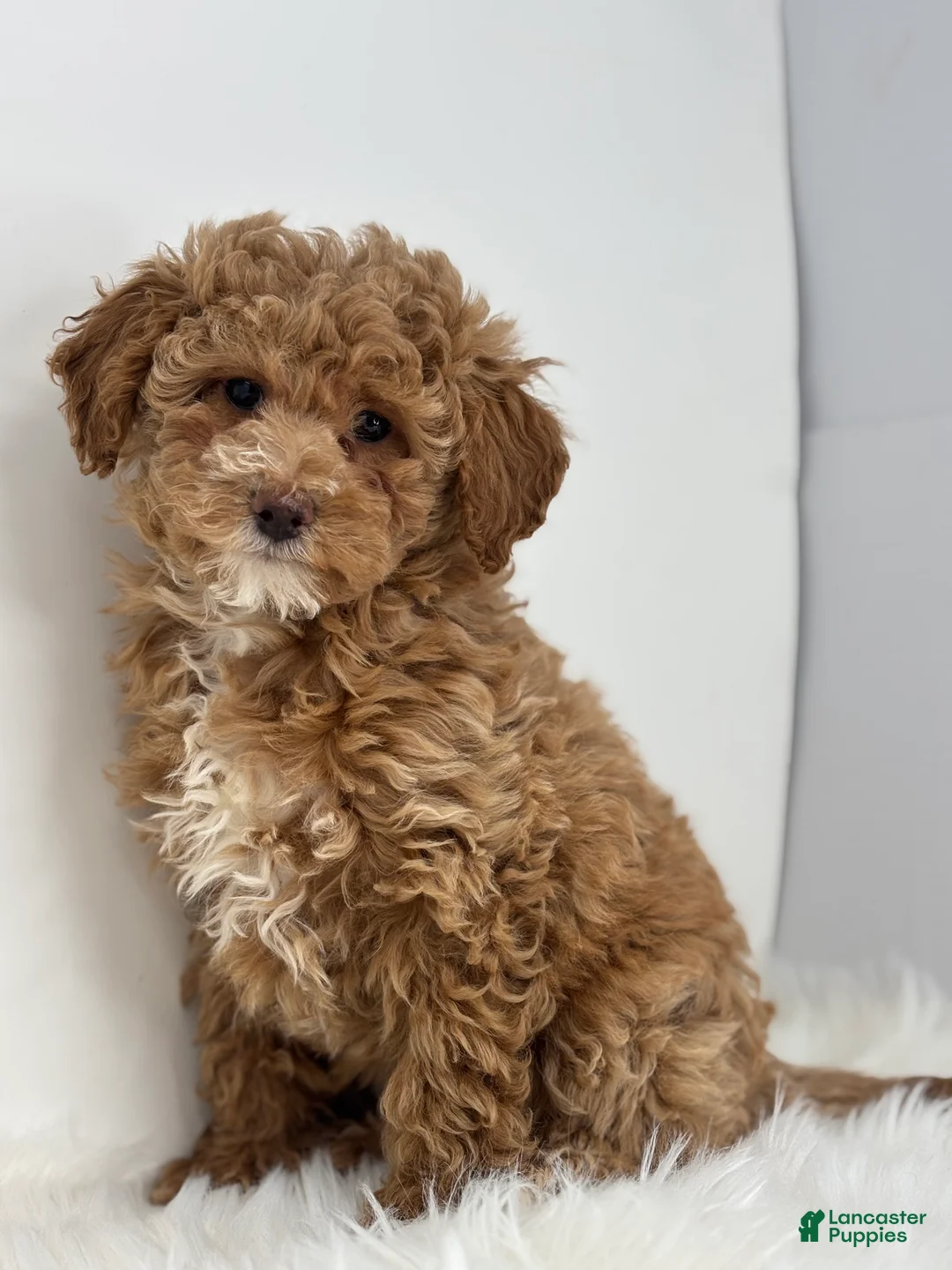 Miniature Poodle dogs for sale: Mia - Ad 2