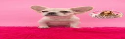 French Bulldog dogs for sale: Buffy 💗 - Ad 1