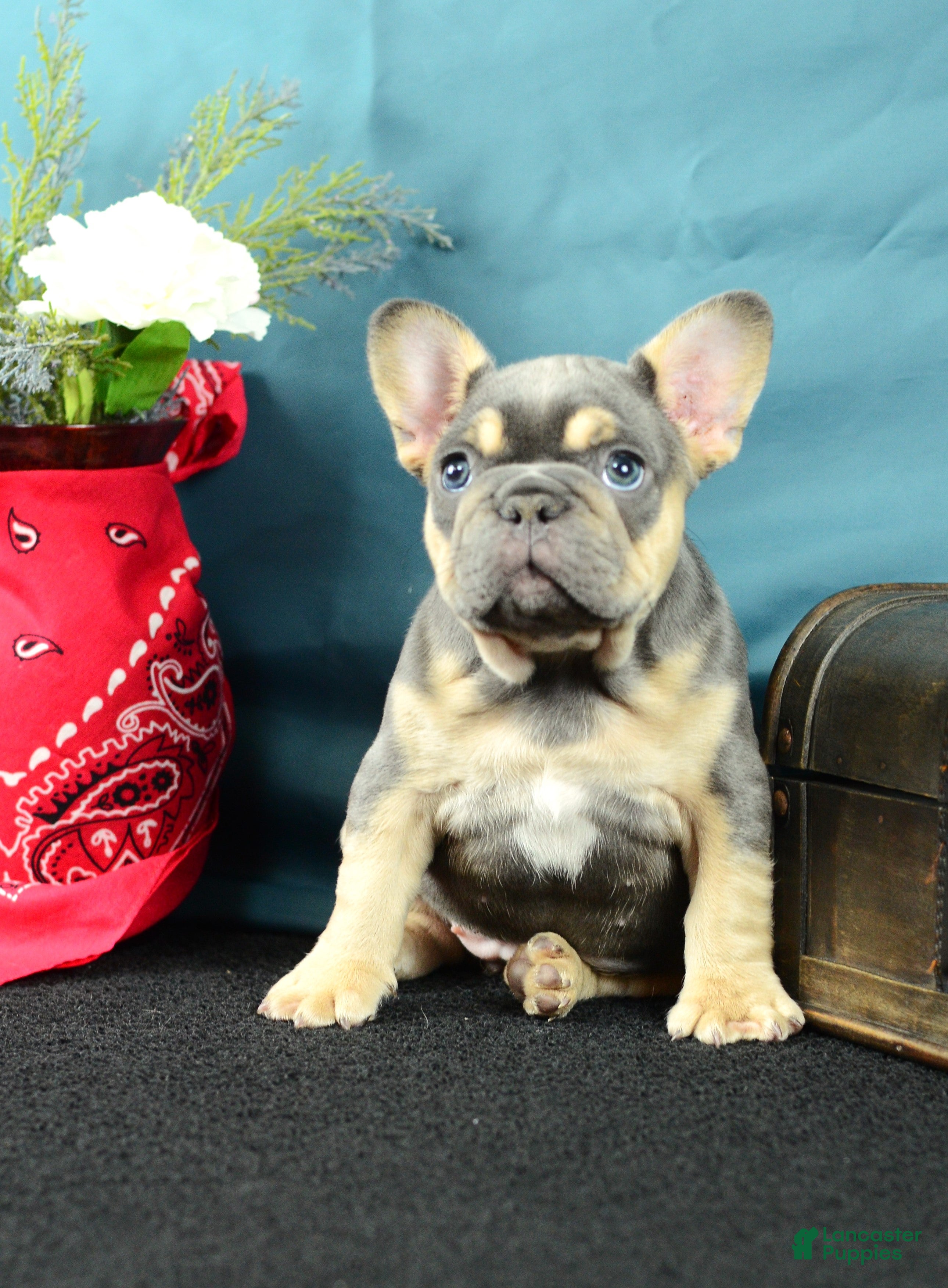 French Bulldog dogs 917 Olivia - Ad 1