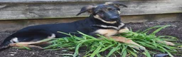 German Shepherd dogs for sale: Barb - Ad 2