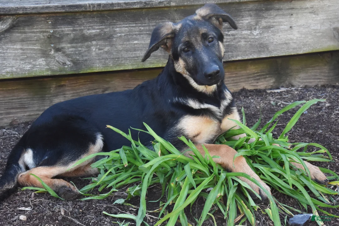 German Shepherd dogs for sale: Barb - Ad 2