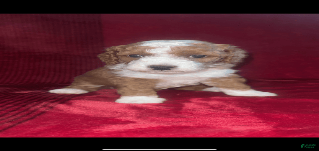 Gallery Image {{count}}