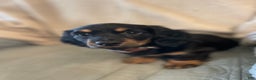 Miniature Dachshund dogs for sale: Millie - Ad 4