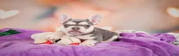French Bulldog dogs for sale: Sandra - Ad 8