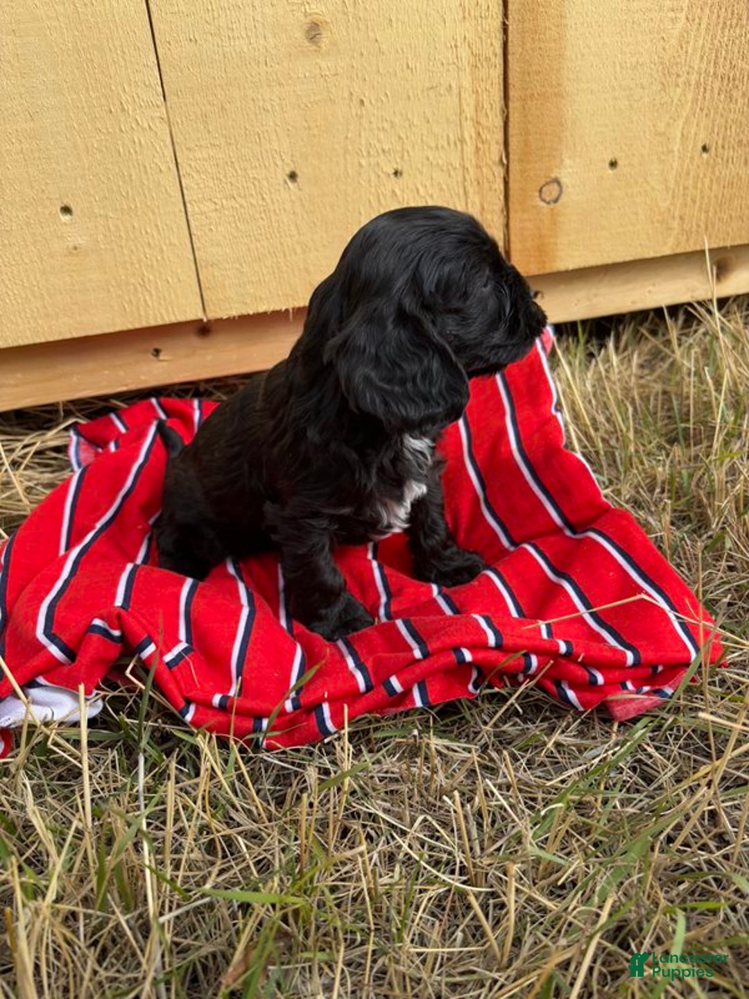 Cavapoo dogs for sale: Trigger - Ad 2