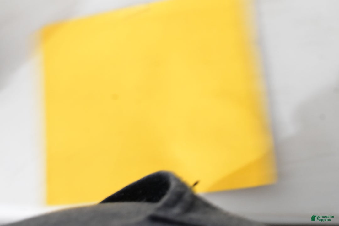 Miniature Poodle dogs for sale: Falcon - Ad 11