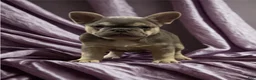 French Bulldog dogs for sale: DOLCE *FLUFFY and PINK CARRIER* - Ad 4